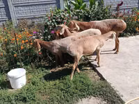 भेड़, Arashan sheep — फ़ोटो 3