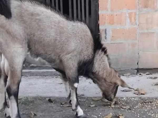 Billy Goat, Nubian Goat