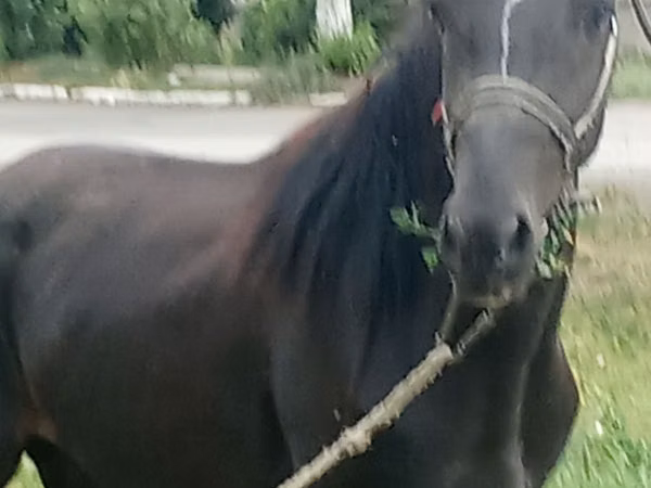Caballo, Priob horse