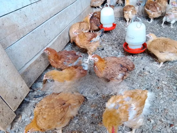 Shamo chickens
