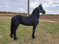 Yegua, Kisber felver — foto 1
