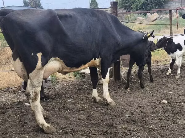 Ng'ombe jike, Russian Black pied cattle