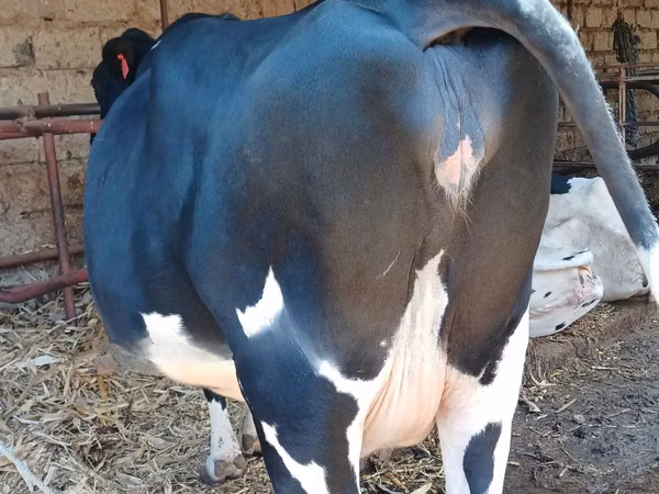 Ng'ombe jike, Banda la Holstein