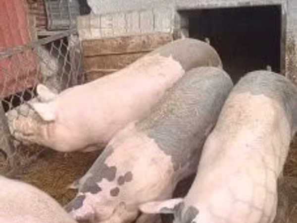 Pigs (batch, sex not specified), Pigs