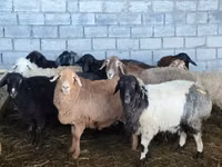 Kondoo jike, Beulah Speckled face sheep — picha 1