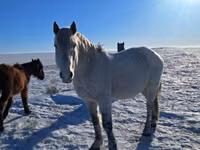 Caballo, Alter Real — foto 1