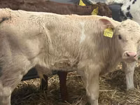 Rinder (Partie, Geschlecht nicht angegeben), Simmental cattle — Foto 5