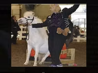 Farasi jike, Miniature horse — picha 2