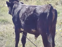 Bulle, Swiss cattle — Foto 3