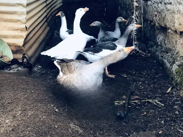Geese