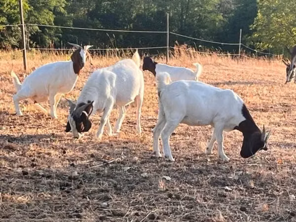 Goat, Boer goat