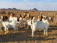 Mbuzi (kikundi, jinsia haijatajwa), Boer goat — picha 4