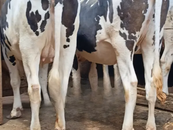 Kuh, Holstein-Rasse — Kenia