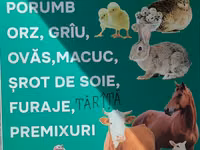 Nutrețuri și cereale,porumb uscat.ne aflăm la Edineț.posibel livrare. — 照片 1