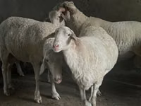 Carnero, Assaf sheep — foto 1
