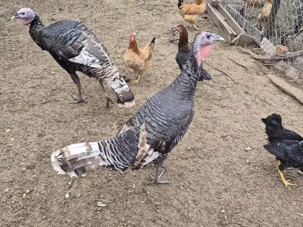 Индейки