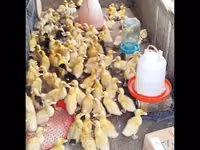 Deutscher Pekin — Foto 3