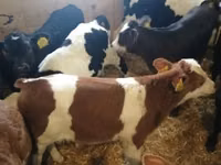 牛只（批次，未指定性别）, Russian Black pied cattle — 照片 2
