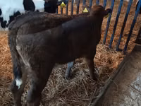 Toro, Vaca Limousin — foto 3