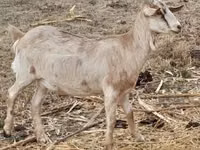 Goat, Nubian Goat — photo 2