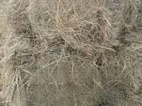 Hay for Sale. 190 Per Bale — फ़ोटो 2