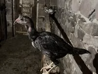 Chickens — الصورة 3