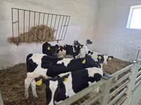 Bulle, Russian Black pied cattle — Foto 3