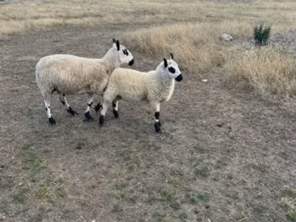 Sheep, Cerry Hill sheep