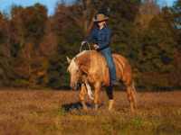 Farasi dume, Quarter Horse — picha 2