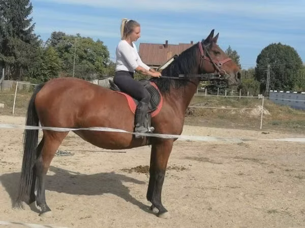 घोड़ी, Hungarian horse breed