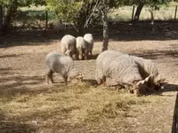 母羊, Racka sheep — 照片 3