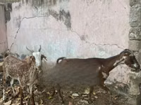 Mbuzi (kikundi, jinsia haijatajwa), Mbuzi — picha 4