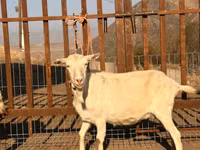 Cabra, Saanen goat — foto 2