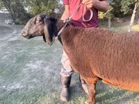 भेड़, Arashan sheep — फ़ोटो 1