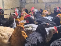 Chickens — picha 3