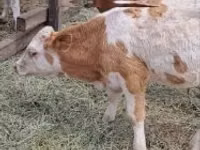Ng'ombe dume, Simmental cattle — picha 4