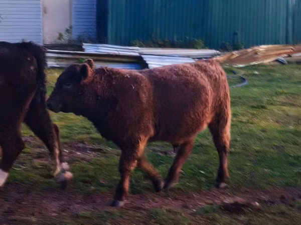 Ng'ombe dume, Ng'ombe wa Galloway