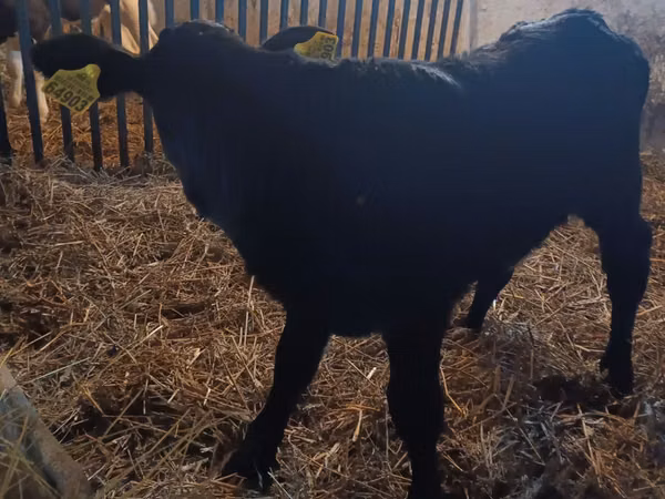 Ng'ombe jike, Ng'ombe wa Limousin