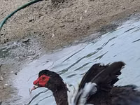 Geese — picha 5