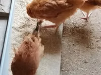 Shamo chickens — picha 2