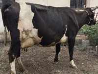 Ng'ombe jike, Russian Black pied cattle — picha 8
