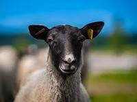 Dume la kondoo, Romanov sheep — picha 1