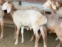 Carnero, Arashan sheep — foto 2