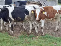 بقرة, Russian Black pied cattle — الصورة 3
