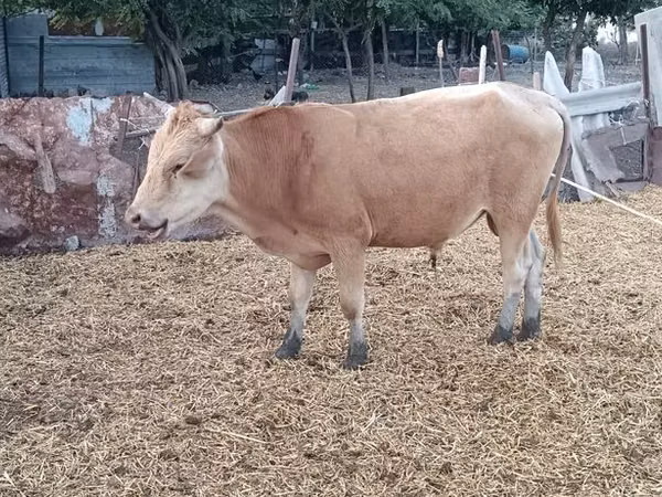 Bull, Simmental cattle
