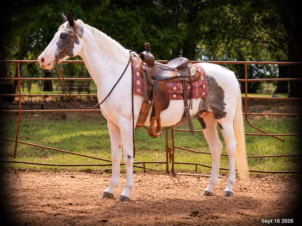 Farasi dume, National Show Horse