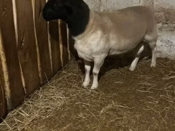 भेड़, Dorper sheep