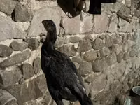 Chickens — الصورة 5