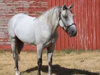Farasi dume, Tennessee Walking Horse — picha 5