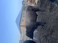 Toro, Latvian Blue cattle — foto 2